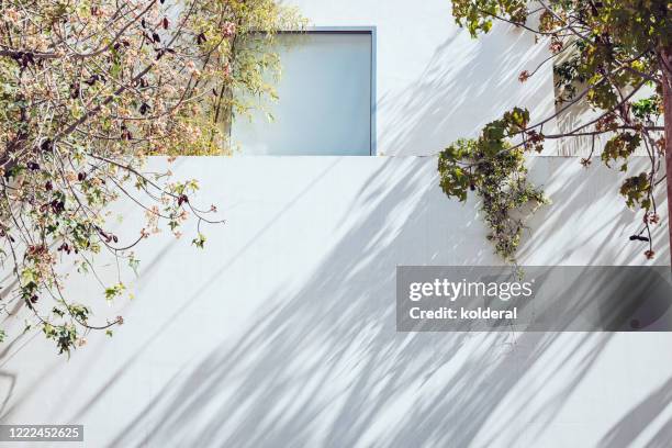 white wall at midday with tree shadow - mur maison ombres photos et images de collection