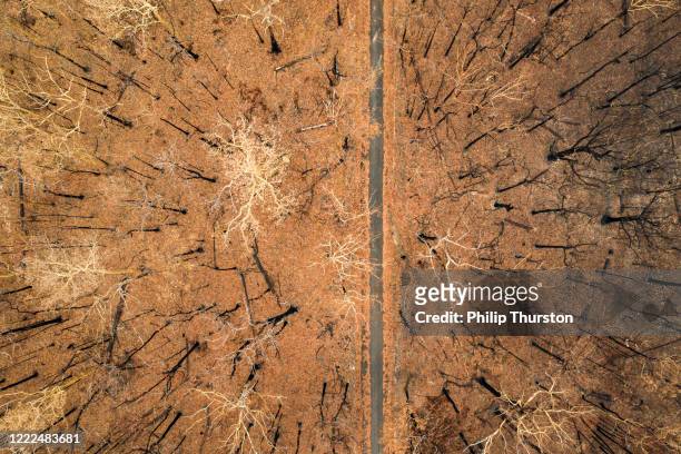 vue aérienne de la forêt détruite brûlée avec la route - australia wildfires photos et images de collection