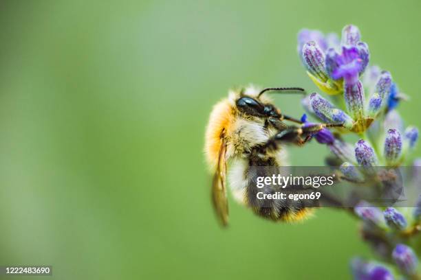 abeille recueillir du miel - meadow stock photos et images de collection