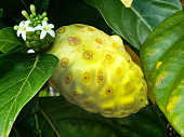 Noni or Morinda Citrifolia, a Traditional Medicinal Fruit in Pacific Islands