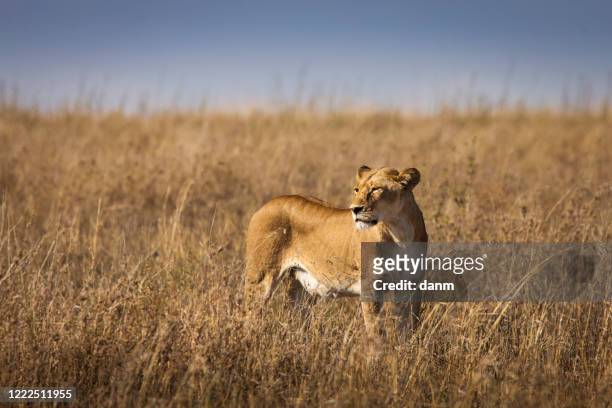 closeup of a lioness resting in the grass during safari in serengeti national park, tanzania. wild nature of africa. - south africa foto e immagini stock