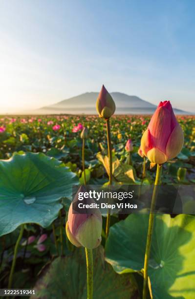 Spring Lotus Spring Lotus Photos and Premium High Res Pictures - Getty Images