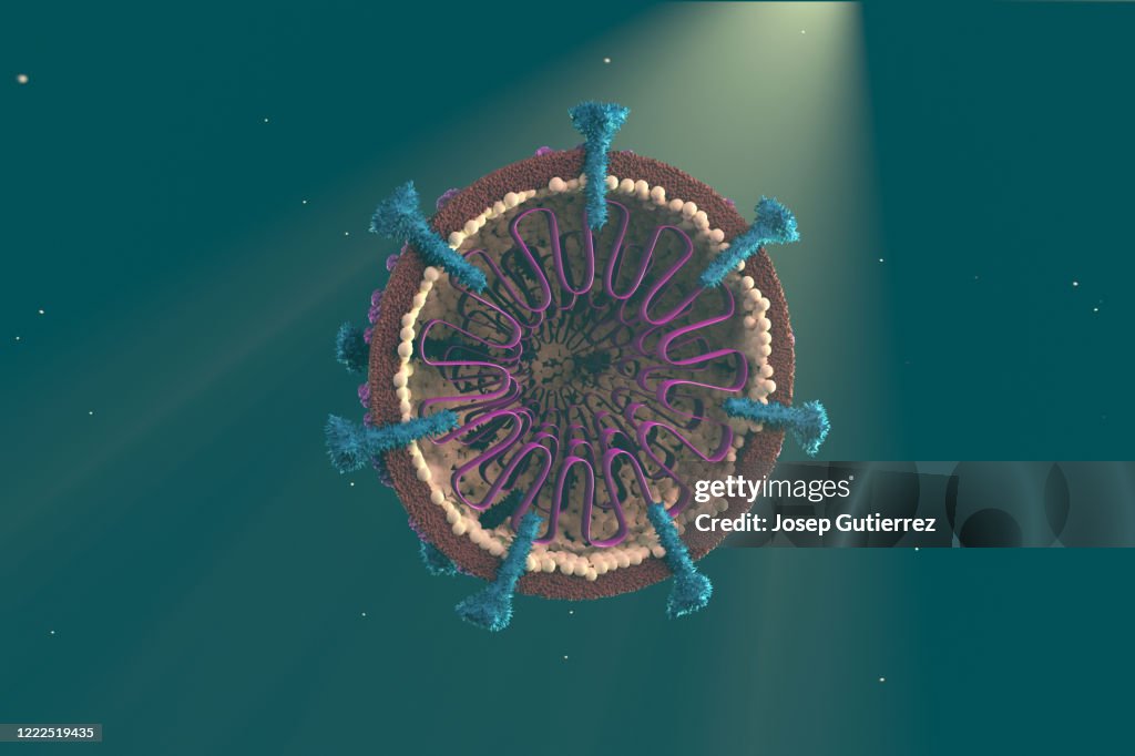 Covid-19 3D model halved to show the interior structure parts. Coronavirus realistic design