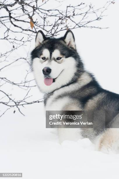 portrait of an alaskan malamute - malamute stock pictures, royalty-free photos & images