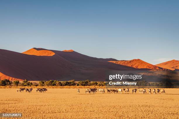 gemsbok herd namibia namib-naukluft national park dunes - dead vlei namibia fotografías e imágenes de stock