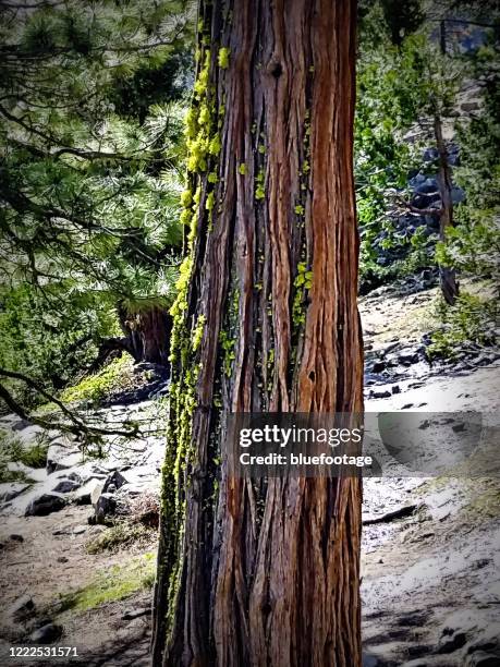 close up of a tree bark with moss - pinus jeffreyi stock pictures, royalty-free photos & images