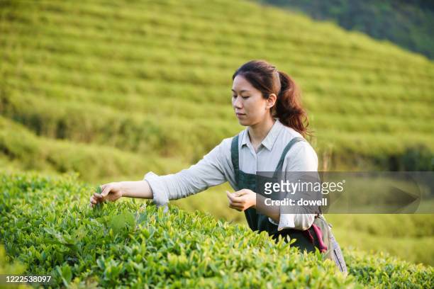 chinese tea picker working on moutain - tribal head gear in china stock pictures, royalty-free photos & images
