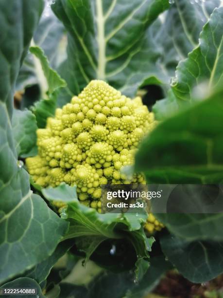 organic romanesco broccoli growing, close-up - chou romanesco stock pictures, royalty-free photos & images