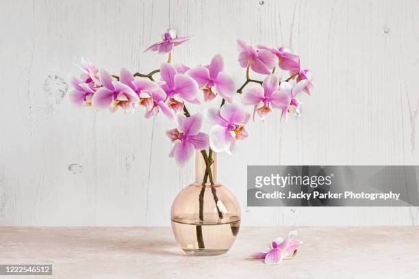 still-life image of beautiful pink orchid flowers in a pink glass vase - orchid arrangement stock pictures, royalty-free photos & images