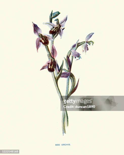 ilustraciones, imágenes clip art, dibujos animados e iconos de stock de bee orchys (ophrys apifera), impresión botánica - orquidea salvaje