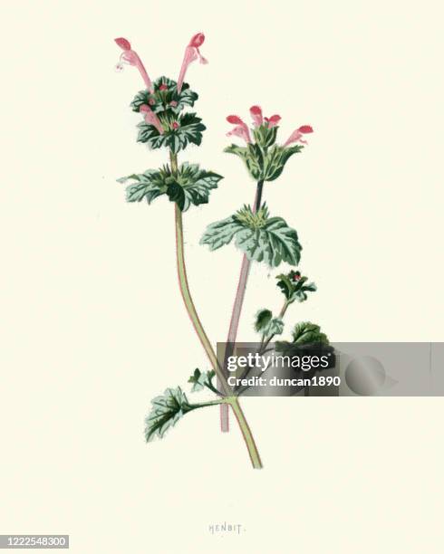 lamium amplexicaule, henbit, botanical print - nettle stock illustrations
