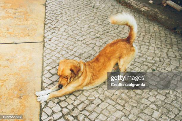 dog stretching on the sidewalk - dog stretching stock pictures, royalty-free photos & images