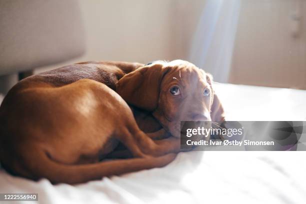 puppy looking at the camera while resting - vizsla stock pictures, royalty-free photos & images