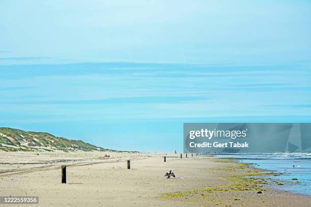 aalscholver op het strand - vlieland stock pictures, royalty-free photos & images
