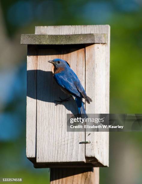 eastern bluebird - eastern bluebird stock pictures, royalty-free photos & images