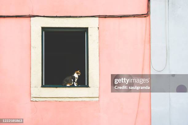 a cat in an open window - open window frame stock pictures, royalty-free photos & images