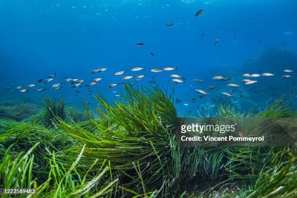 seagrass (posidonia oceanica) - mediterranean sea stock pictures, royalty-free photos & images