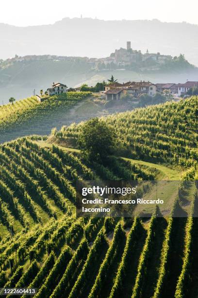 springtime vineyards and landscape at sunset. langhe, piedmont, italy - piedmont stock pictures, royalty-free photos & images