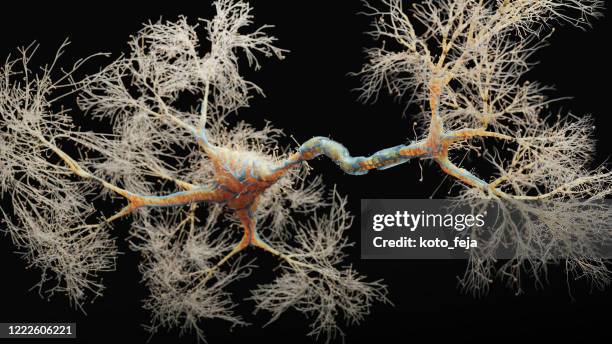 vista de primer plano de la célula de la neurona - sinapsis fotografías e imágenes de stock
