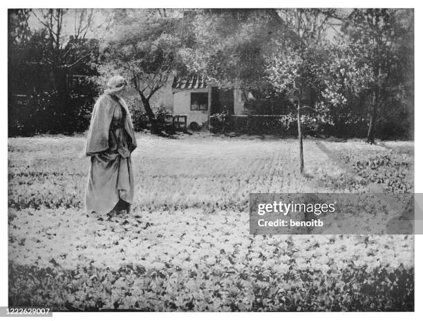 woman walking in tulip field - tulip fields netherlands stock illustrations
