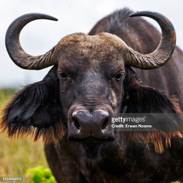 buffalo - horned stockfoto's en -beelden