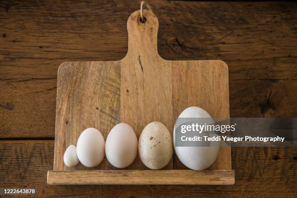 various types and sizes of eggs - uovo di quaglia foto e immagini stock