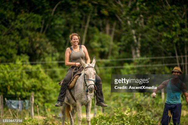 farmer assists a young woman on a mule through the jungle - tree farm imagens e fotografias de stock
