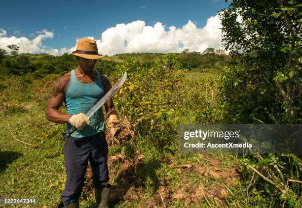a farmer works with a machete to clear land - machete stock pictures, royalty-free photos & images