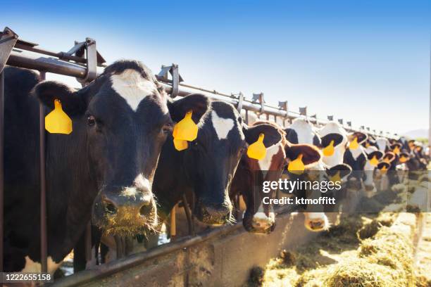 row of holsteins at feeding time - livestock tag stock pictures, royalty-free photos & images