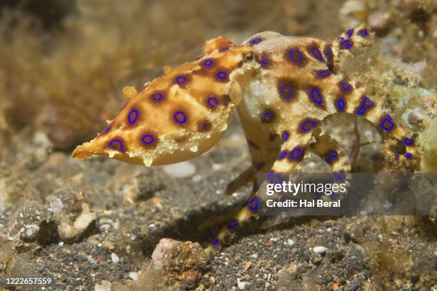 Blue Ringed Octopus Pattern Rings 181 Blue Ring Octopus Stock Photos, High-Res Pictures, and Images ...