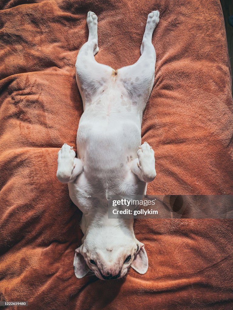 Bulldog francés acostado boca abajo en su espalda