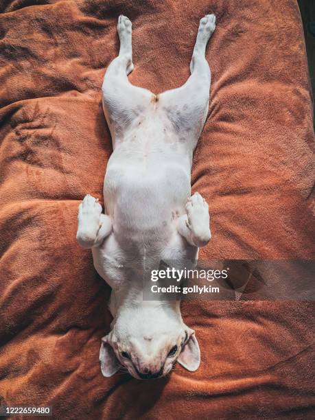 french bulldog lying upside down on its back - dog lying down stock pictures, royalty-free photos & images