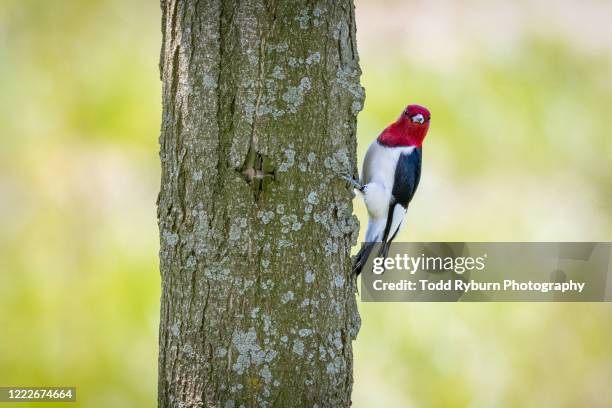 red headed woodpecker on a tree trunk - woodpecker beak stock pictures, royalty-free photos & images
