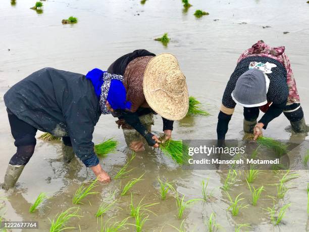 Persian Rice Field Iranian Rice Photos and Premium High Res Pictures - Getty Images