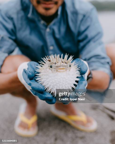 puffer fish in hands, japan - puffer fish stock pictures, royalty-free photos & images