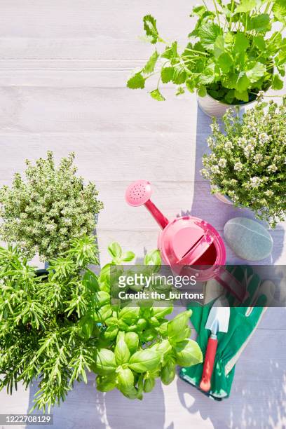 high angle view of potted fresh herbs, pink watering can, shovel and gardening gloves on wooden background in summer - flower pot overhead stock pictures, royalty-free photos & images