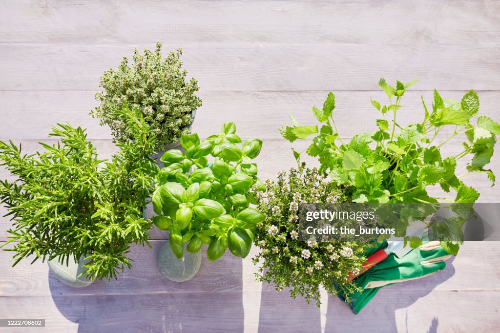 Still life of potted fresh herbs, shovel and garden gloves on wooden background in summer