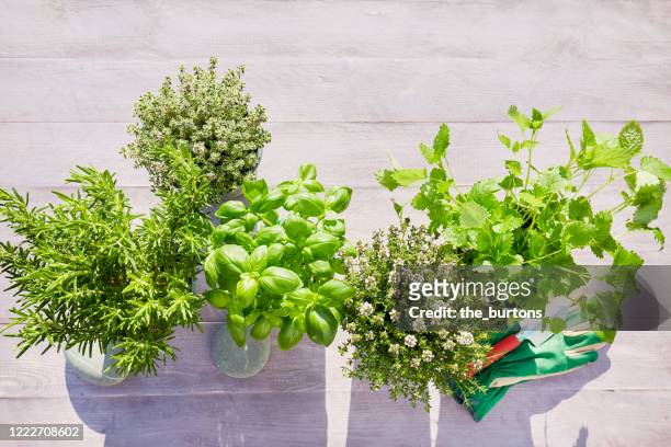 still life of potted fresh herbs, shovel and garden gloves on wooden background in summer - herb imagens e fotografias de stock