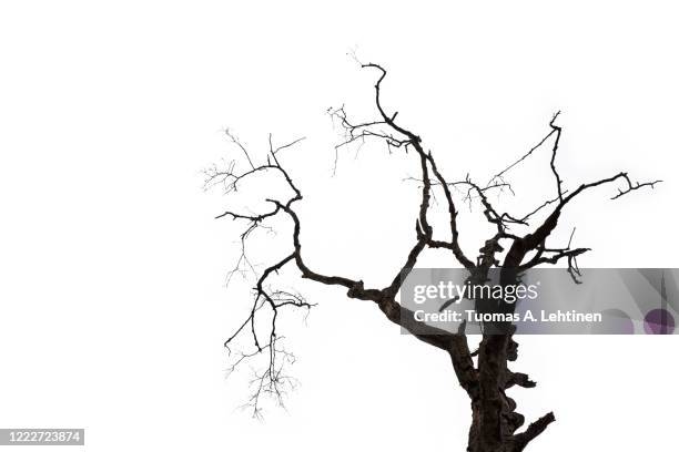 silhouette of a dry bare tree and branches, isolated on white background. - bare tree fotografías e imágenes de stock