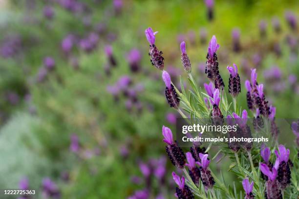 french lavender, flower - 法國薰衣草 個照片及圖片檔