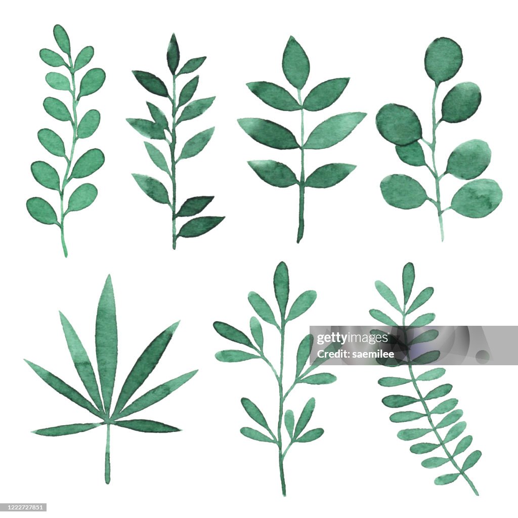 Acuarela ramas verdes con hojas