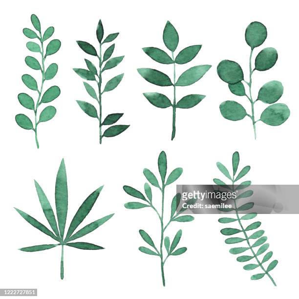 watercolor green branches with leaves - plant stock illustrations