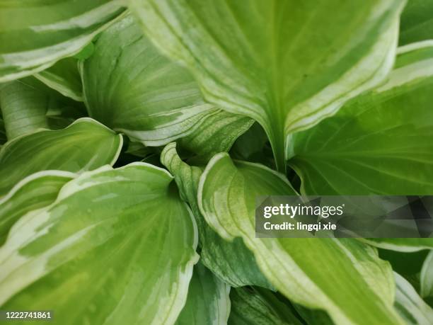 an abstract pattern of regularly arranged leaves - hosta stock pictures, royalty-free photos & images