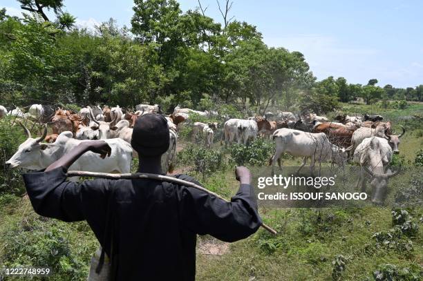 Fulani herder watches his cows near Ouangolodougou, northern Ivory Coast close to the Burkina Faso and Mali borders, on June 24, 2020.