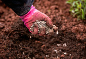 Gardener adding chicken manure pellets to soil ground for planting in garden