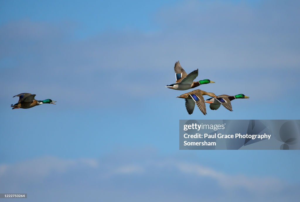 Three Male and one Female Mallards in flight