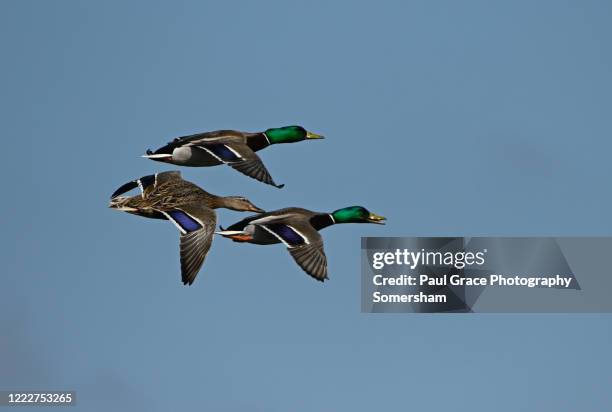 two male and one female mallards in flight - mallard duck stock pictures, royalty-free photos & images