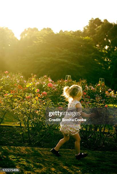 playing in eve rose gardens - jardín de rosas fotografías e imágenes de stock