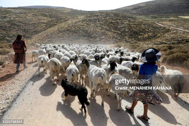 Young women walk a herd of sheep belonging to settlers from a nearby outpost of Itamar settlement, southeast of the Palestinian city of Nablus, on...