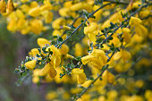 Yellow flowers of the Common Broom Cytisus scoparius